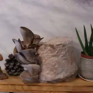 Workshop-Gutschein "Deine Pilzzucht für Zuhause"