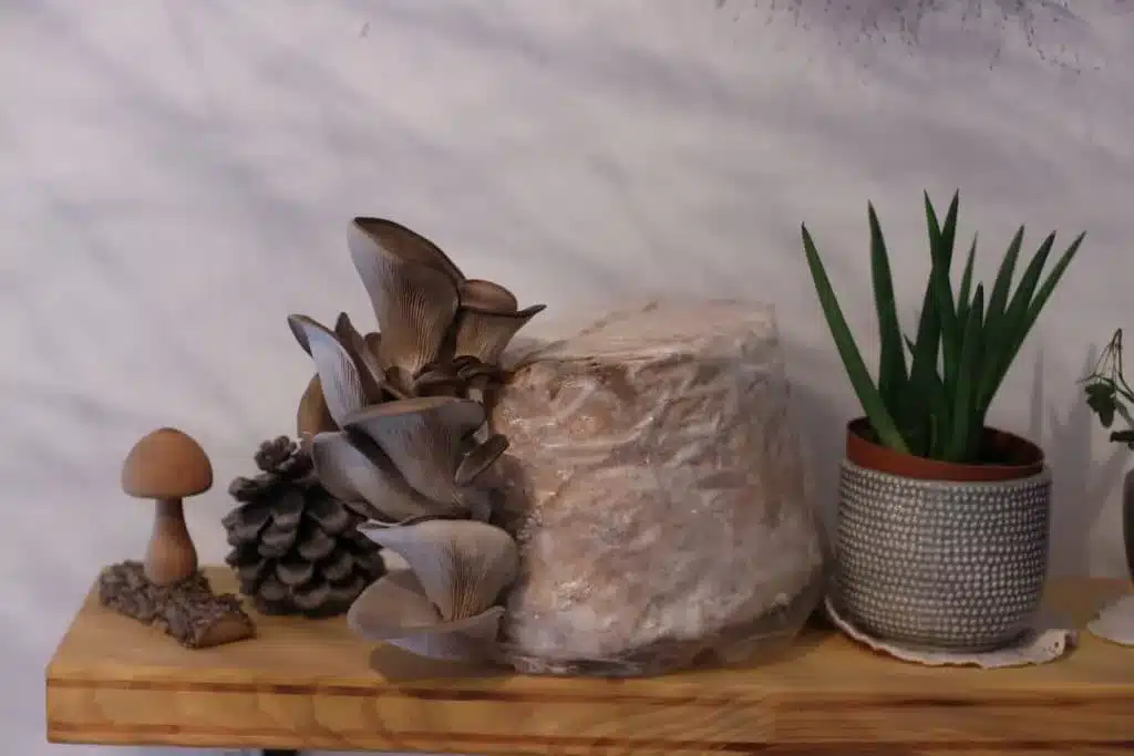 Pilzzucht für Zuhause Set – Bild 2