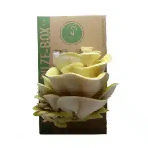 Frische-Pilze-Box (Bio-Goldener Austernpilz-Selbstzuchtset)