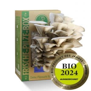 Frische-Pilze-Box (Bio-Blauer Austernpilz-Pilzzuchtset)