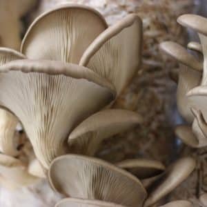 Bio-Austernpilz Impfdübel