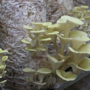 Zitronenseitlinge wachsen auf Stroh