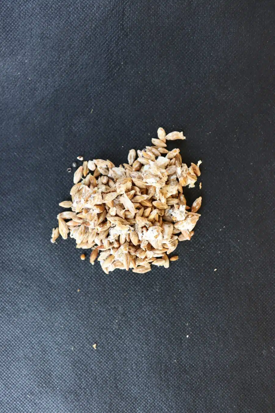 Organic Oyster Mushroom Spawn - Image 2