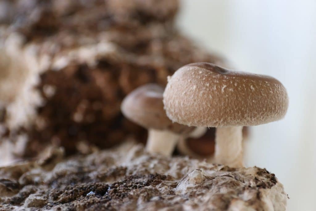 Shiitake Pilze wachsen auf einem Substratblock