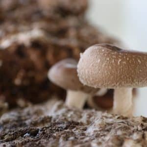 Shiitake Pilze wachsen auf einem Substratblock