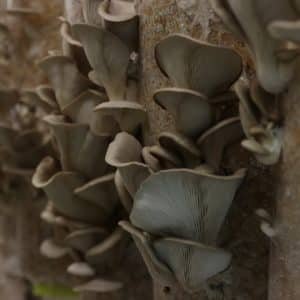 Schlauchfolie 300 mm, 100 my