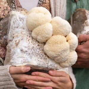 Bio-Lions Mane Pilzzuchtkultur XXL