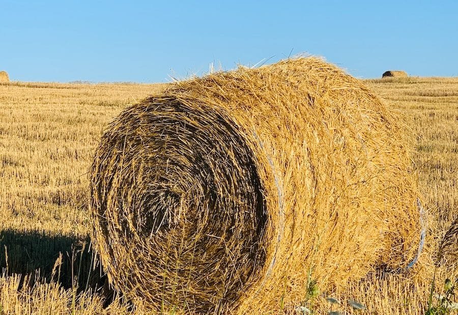 brown hays on green grass field under blue sky during daytime