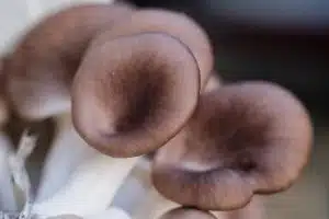 oyster mushrooms, mushrooms, edible mushrooms