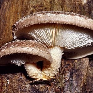 Bio-Shiitake Impfdübel