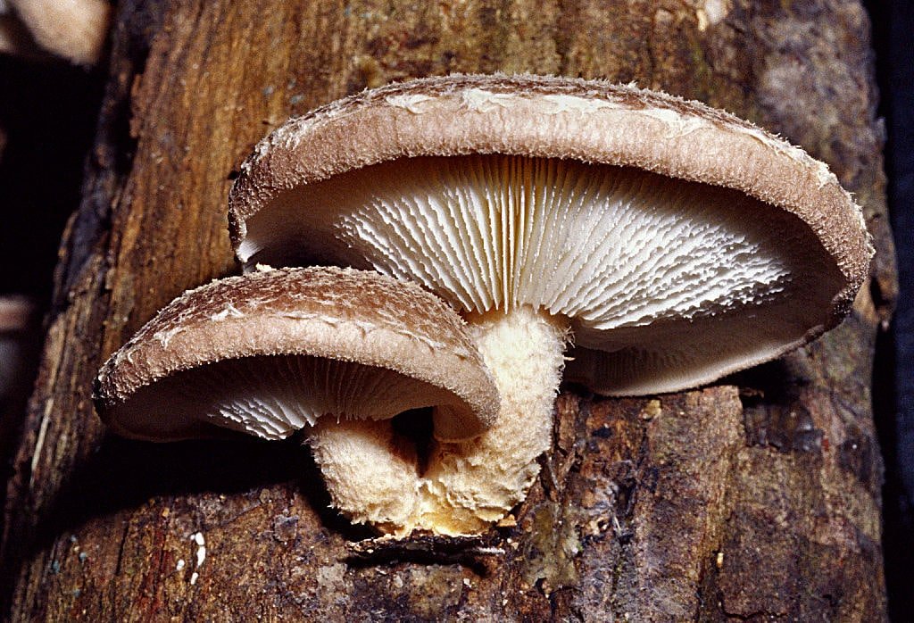 Bio-Shiitake Impfdübel