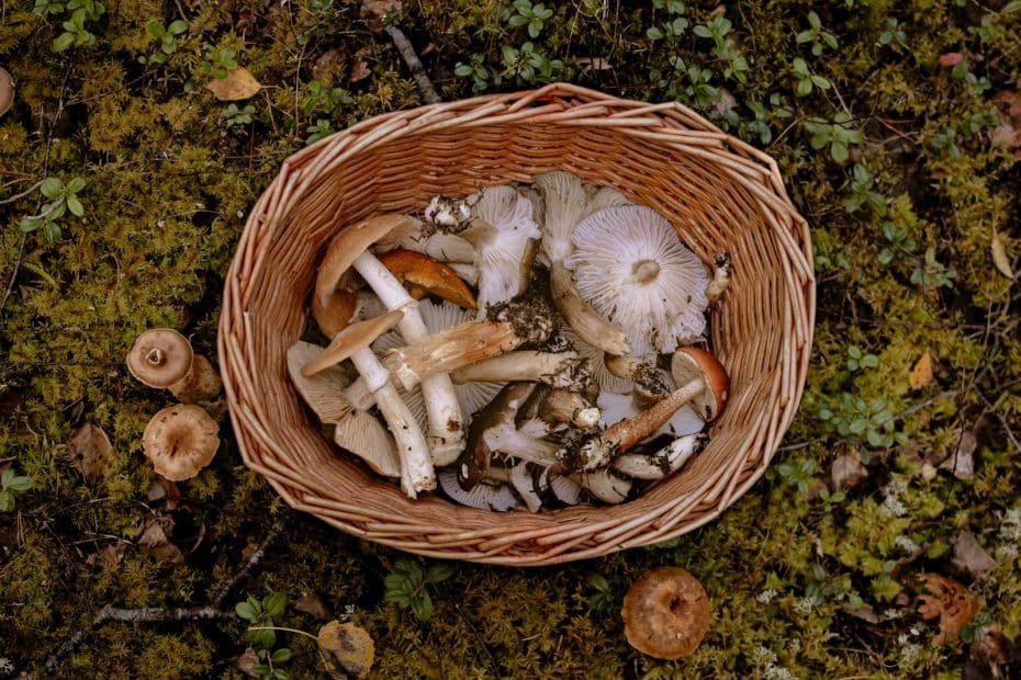 Brown and White Mushrooms in Brown Woven Basket