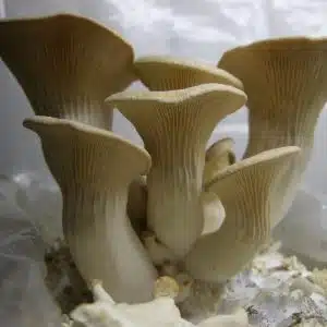 Organic King Oyster Mushroom Spawn