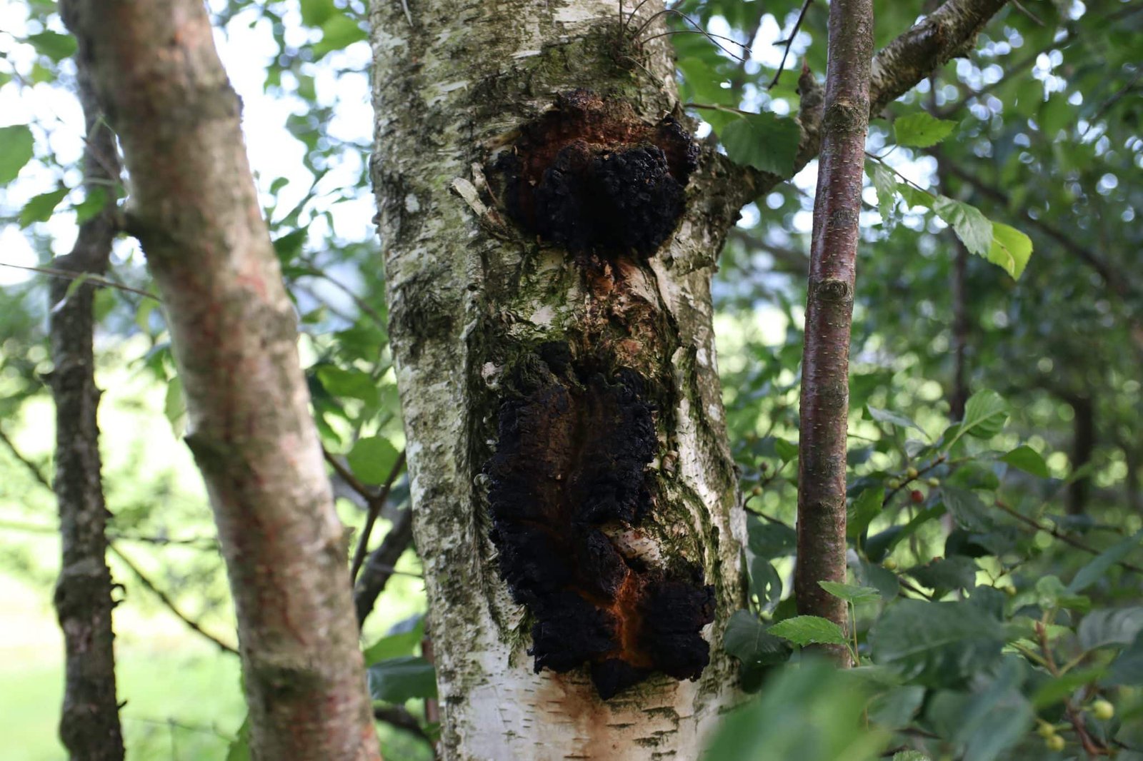 Stoff'n Bio-Chaga Flüssigextrakt – Bild 2