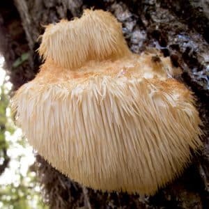 Bio-Igelstachelbart Impfdübel