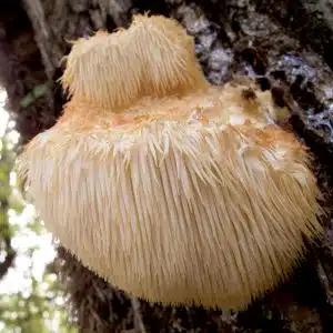 Bio-Lions Mane Impfdübel