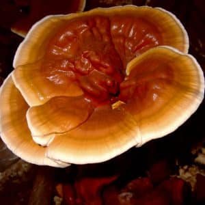 Bio-Reishi Impfdübel