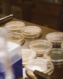 Close-up of glass Petri dishes in a laboratory, ideal for science and microbiology themes.