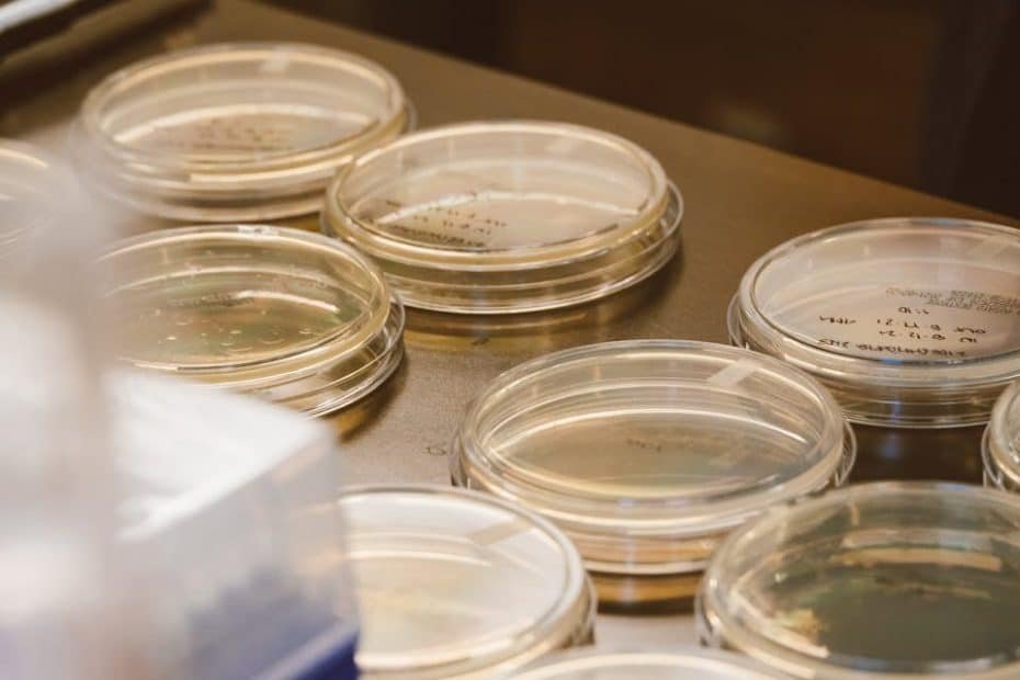 Close-up of glass Petri dishes in a laboratory, ideal for science and microbiology themes.
