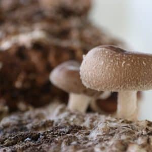 Bio-Shiitake Pilzzuchtkultur XXL
