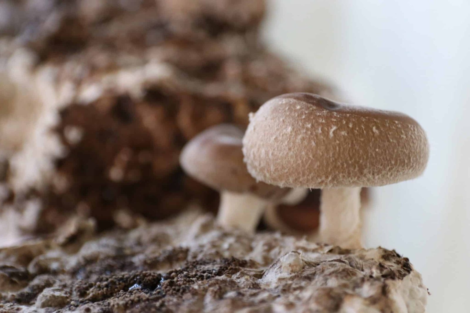 Bio-Shiitake Pilzzuchtkultur XXL