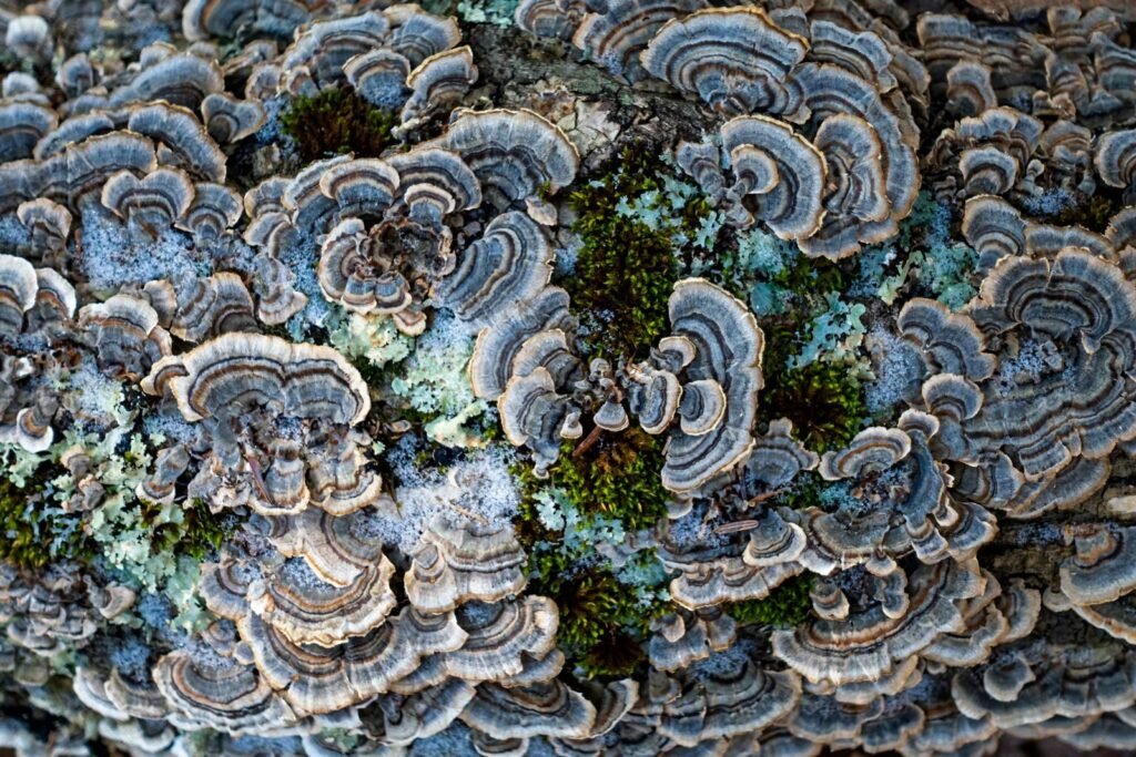 Detailed close-up of turkey tail mushrooms with vibrant colors on a tree surface.