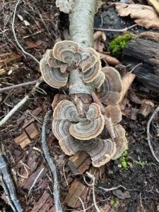 a tree that has been cut down in the woods