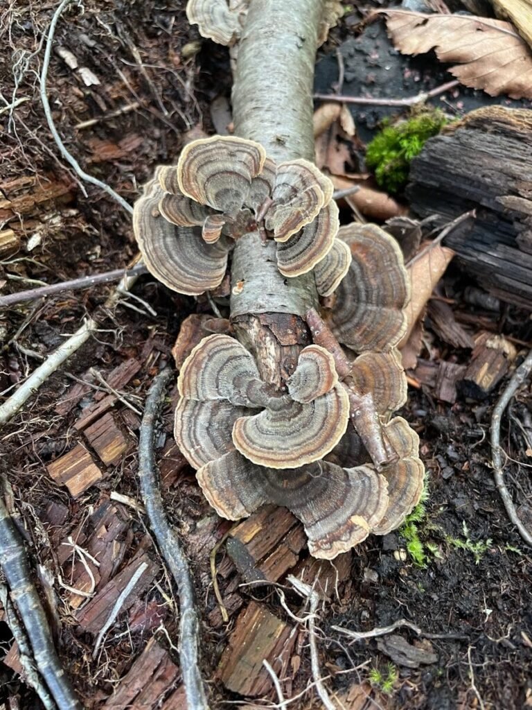 a tree that has been cut down in the woods
