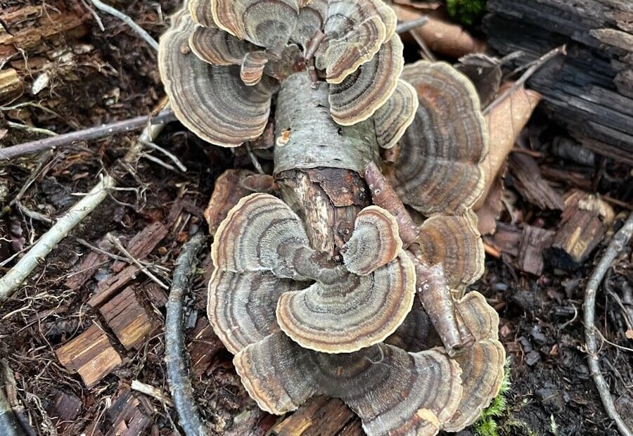 a tree that has been cut down in the woods