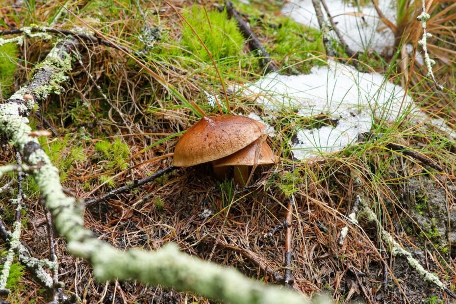 Brauner Pilz am Waldboden – Pilzbestimmung per App